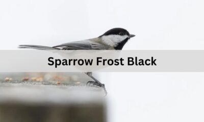 Uncovering the Secrets of Sparrow Frost Black