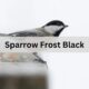 Uncovering the Secrets of Sparrow Frost Black