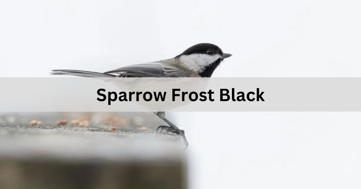 Uncovering the Secrets of Sparrow Frost Black